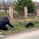 Dog Abandoned On The Road Falls In Love With His Rescuer | The Dodo