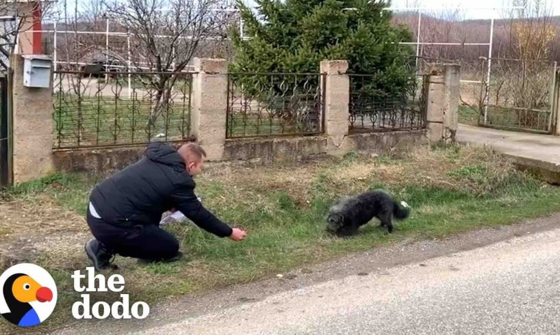 Dog Abandoned On The Road Falls In Love With His Rescuer | The Dodo