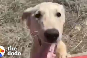 Dog Chooses The Perfect Man To Rescue Him | The Dodo