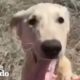 Dog Chooses The Perfect Man To Rescue Him | The Dodo