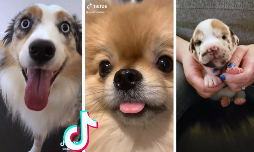 Dog Memes That Make You Want A Dog Immediately 🥰 Cutest Puppies Compilation 🐶