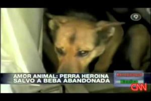 Dog Rescues Abandoned Baby Argentina