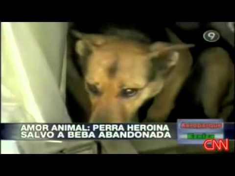 Dog Rescues Abandoned Baby Argentina