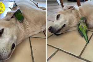 Dog Rescues Injured Baby Bird And Becomes Her Big Brother