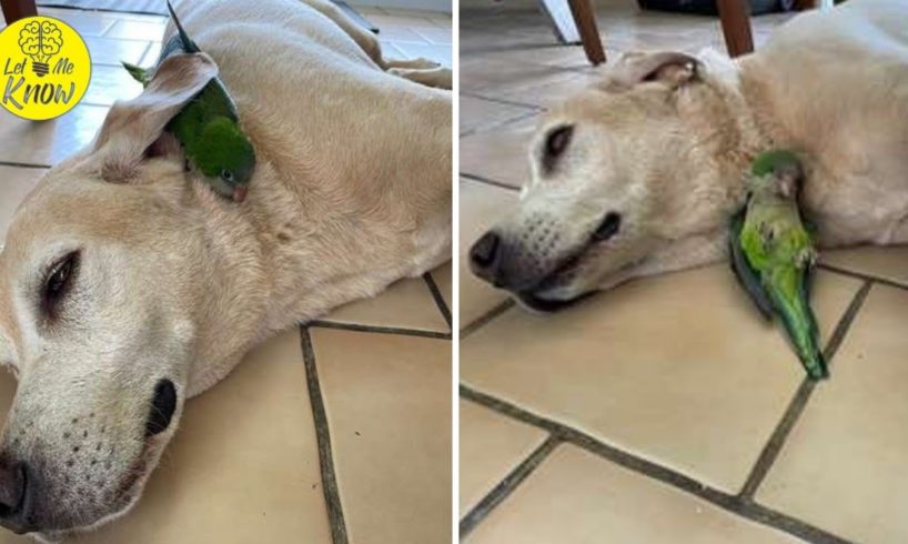 Dog Rescues Injured Baby Bird And Becomes Her Big Brother