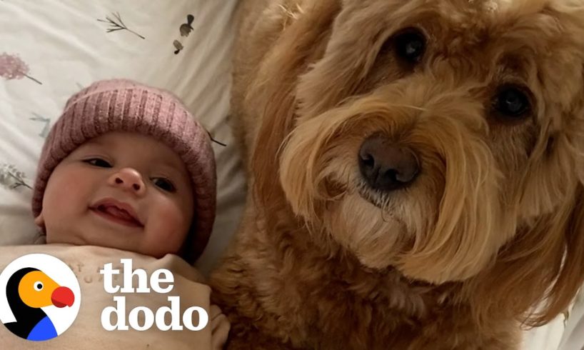 Dog Teaches His Baby Sister How To Crawl | The Dodo Soulmates