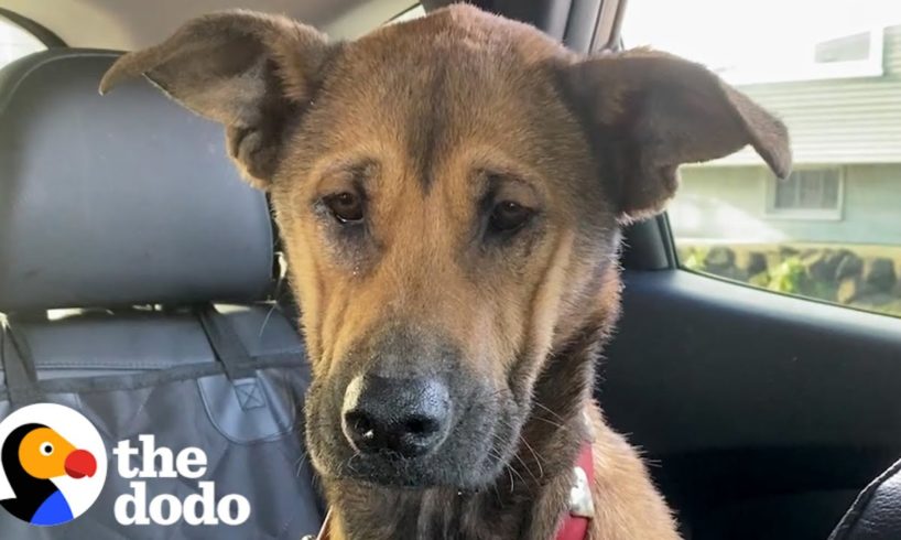 Dog Who Stared At The Wall For Weeks Finally Asks Mom For Pets | The Dodo Faith = Restored