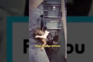 Dog rescues a kitten
