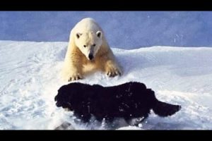 Dog vs Bear  Real fight | TOP 10 Animal Fights ( 2021)