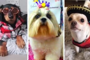 Doggos Doing Funny Things ~ Cutest Puppies of TikTok! The Dog Squad [2021]