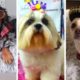 Doggos Doing Funny Things ~ Cutest Puppies of TikTok! The Dog Squad [2021]