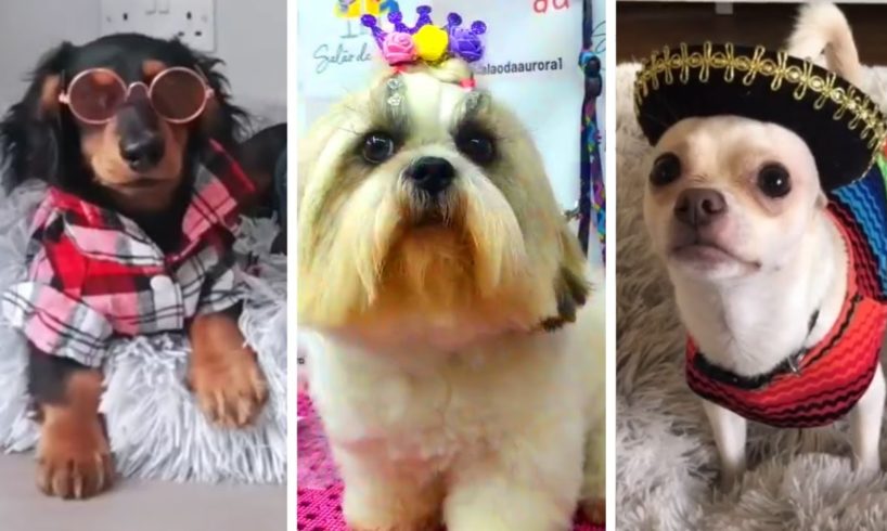 Doggos Doing Funny Things ~ Cutest Puppies of TikTok! The Dog Squad [2021]