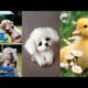 #Dogs ANİMALS SOO CUTE ! CUTE BABY ANİMALS VİDEOS COMPİLATİON CUTEST MOMENT OF THE ANİMALS  P.12