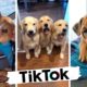 Dogs Doing Funny Things Tik Tok ~ Cutest Puppies TIKTOK Compilation ~ Fluppy