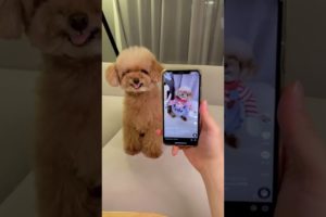 Dogs Doing Funny Things Tik Tok ♥ Cutest Puppies TIKTOK Compilation #Shorts