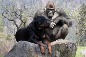 Dogs Friendship with Animals