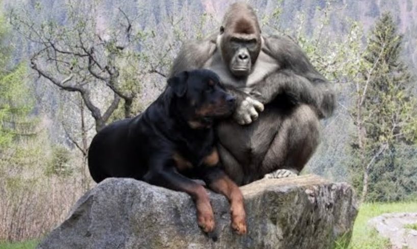 Dogs Friendship with Animals