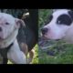 Dogs that mauled intruder to death will not be put down | FOX 5 News