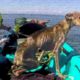 Dramatic Save Dog Who Fell Off Cliff | Heartbreaking Animal Rescues