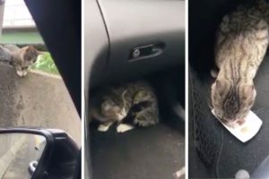 Driver Rescues Terrified Cat Stranded On Highway