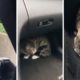 Driver Rescues Terrified Cat Stranded On Highway
