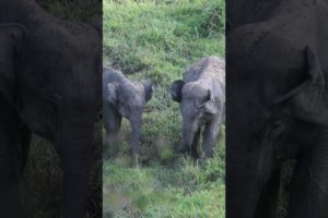 Elephants playing with the mud ! #shorts #Elephants #Animals