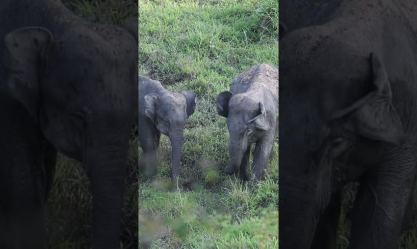 Elephants playing with the mud ! #shorts #Elephants #Animals