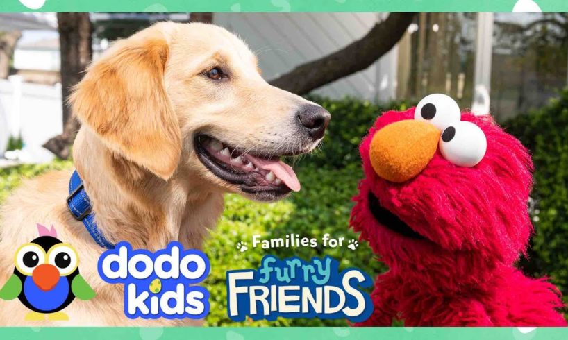 Elmo Helps The Most Energetic Shelter Dog Find Perfect Forever Family With Dodo Kids + Sesame Street