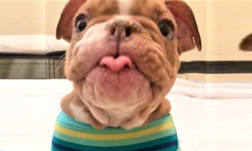 English Bulldog Can Up and Running By Himself After Got Rescued