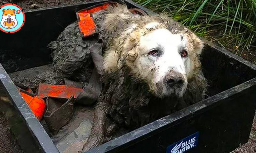 Epic Puppy Rescue ★ Save Dog Trapped In Muddy Pond