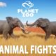 Every Animal Fights in Planet Zoo - PLANET ZOO | Planet Zoo Animal Fights | PART 1