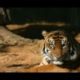 Exotic Animals- Why They Shouldn't Be Kept as Pets