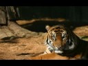 Exotic Animals- Why They Shouldn't Be Kept as Pets