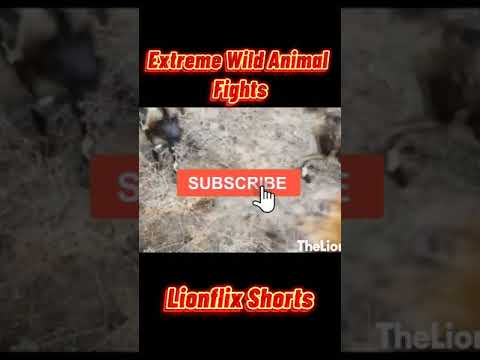 Extreme Wild Animal Fights!!! pt14