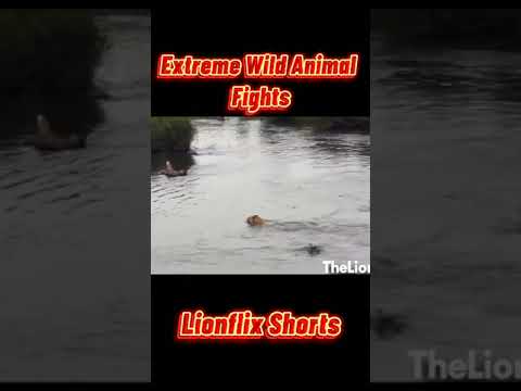 Extreme Wild Animal Fights!!! pt2