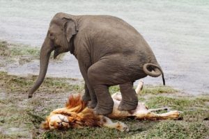 Extreme fights Lion vs Elephant who saved her baby, Wild Animals Attack