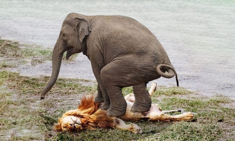 Extreme fights Lion vs Elephant who saved her baby, Wild Animals Attack