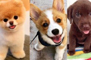 FUNNY AND CUTE PUPPIES 🐶 - TOO MUCH CUTENESS IN THIS VIDEO!!! ❤️ I Funny Pets