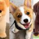 FUNNY AND CUTE PUPPIES 🐶 - TOO MUCH CUTENESS IN THIS VIDEO!!! ❤️ I Funny Pets