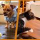 FUNNY ANİMALS VİDEOS, DOGS AND CATS VİDEOS COMPİLATİON   TRY NOT TO LAUGH #2