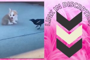 FUNNY DOGS.HONEST ANIMAL.CUTE DOGS.PLAYING ANIMAL.ANIMAL LOVER