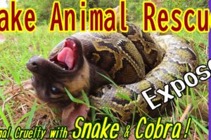 Fake Animal Rescue with Snake & Cobra & Python! Don't be cruel to animals for Money!