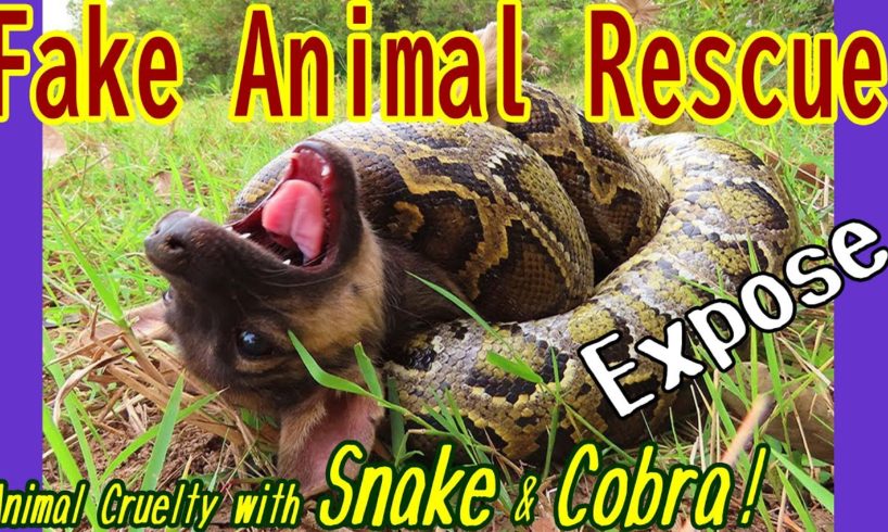 Fake Animal Rescue with Snake & Cobra & Python! Don't be cruel to animals for Money!