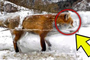 Family Rescues Baby Fox In Their Yard And Reunites Him With Mom