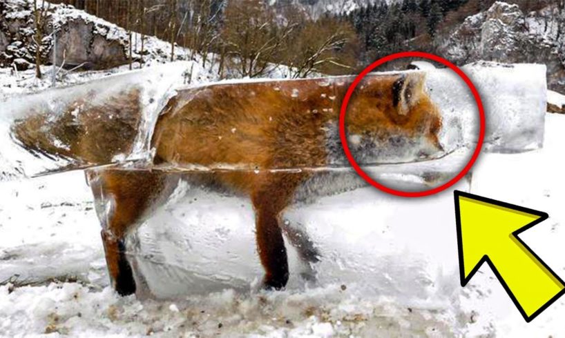 Family Rescues Baby Fox In Their Yard And Reunites Him With Mom