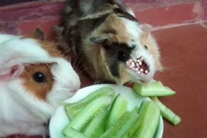 Feeding Cucumber To Guinea Pigs - Animal Videos