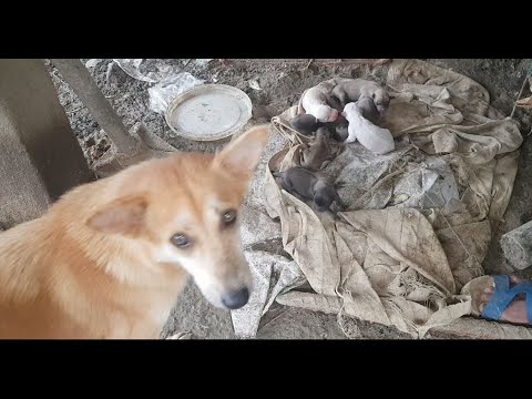 Feeding pity mama with cute puppies,beautiful mama dog