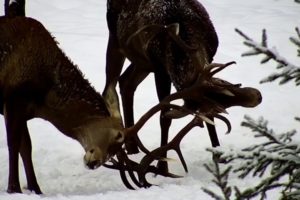 Feeding the deer and other wild animals at winter in Transylvania - Live Deer Cam