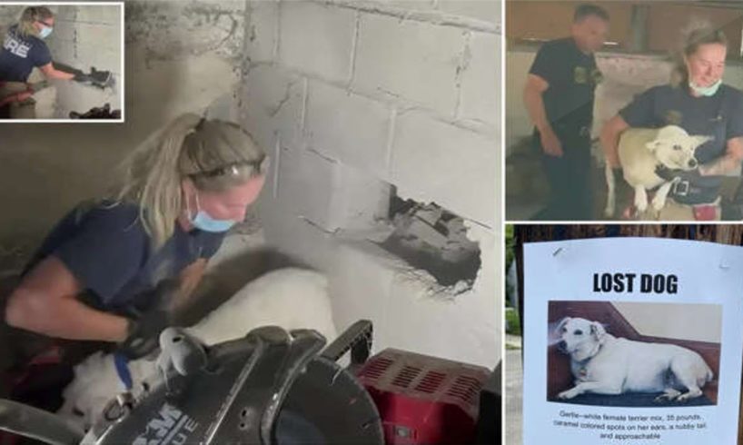 Firefighter Takes Sledgehammer To Wall To Rescue Dog Who’s Trapped Inside