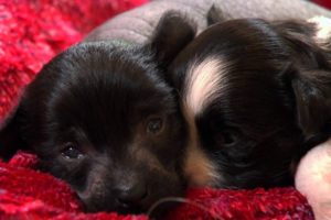 Fluffy Puppy Party